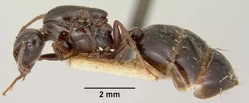 Crematogaster hova - CASENT0101807