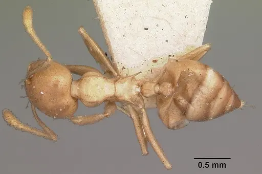 Crematogaster hova - CASENT0102955