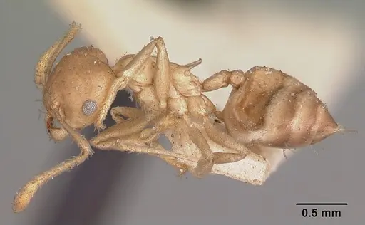 Crematogaster hova - CASENT0102955