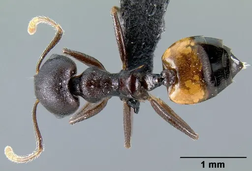Crematogaster hova - CASENT0140018