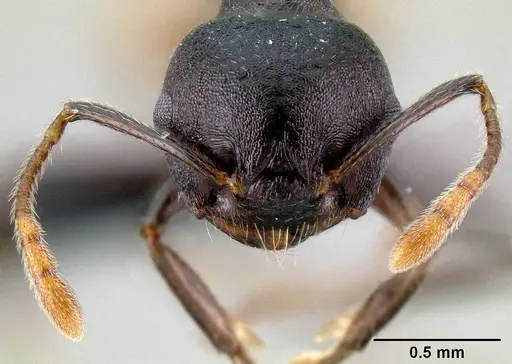 Crematogaster hova - CASENT0140018