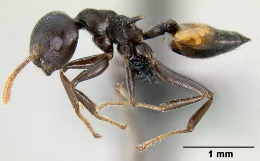 Crematogaster hova - CASENT0140018