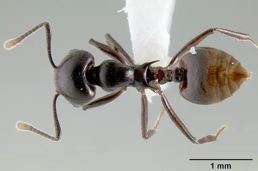 Crematogaster hova - CASENT0193331