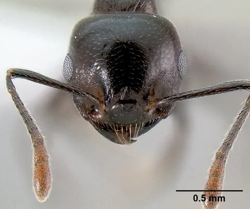 Crematogaster hova - CASENT0193331