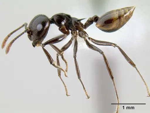 Crematogaster hova - CASENT0193331