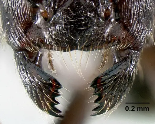 Crematogaster hova - CASENT0193333