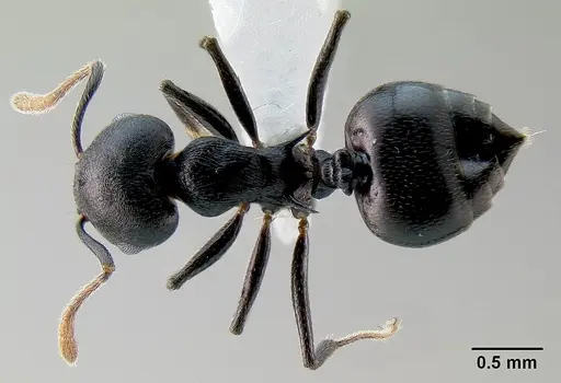 Crematogaster hova - CASENT0193371