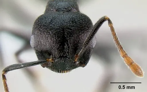 Crematogaster hova - CASENT0193371