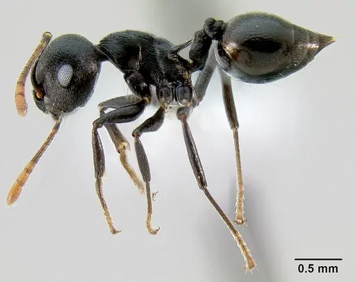 Crematogaster hova - CASENT0193371