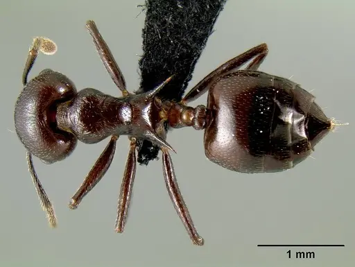 Crematogaster hova - CASENT0193566