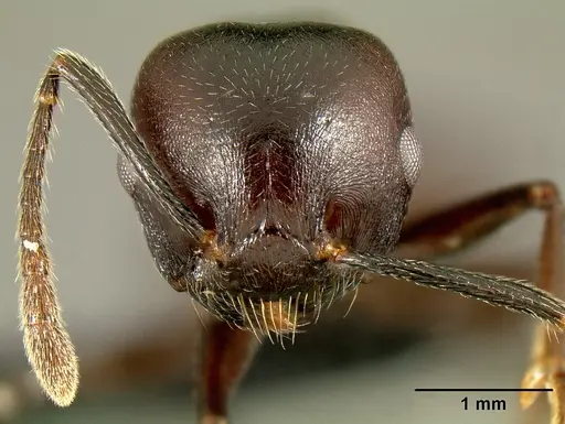 Crematogaster hova - CASENT0193566