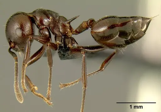 Crematogaster hova - CASENT0193566