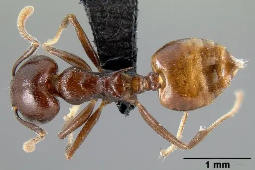Crematogaster hova - CASENT0495955
