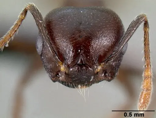 Crematogaster hova - CASENT0495955