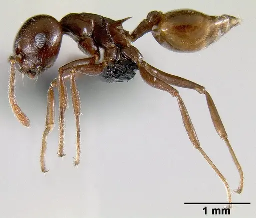 Crematogaster hova - CASENT0495955