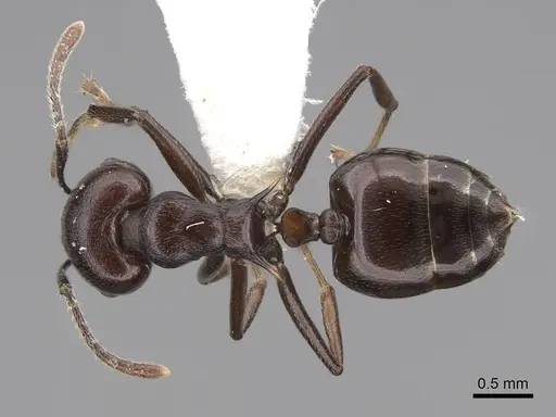 Crematogaster hova - CASENT0922640