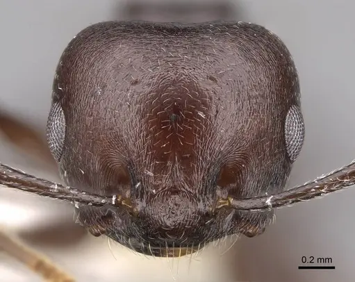 Crematogaster hova - CASENT0922640