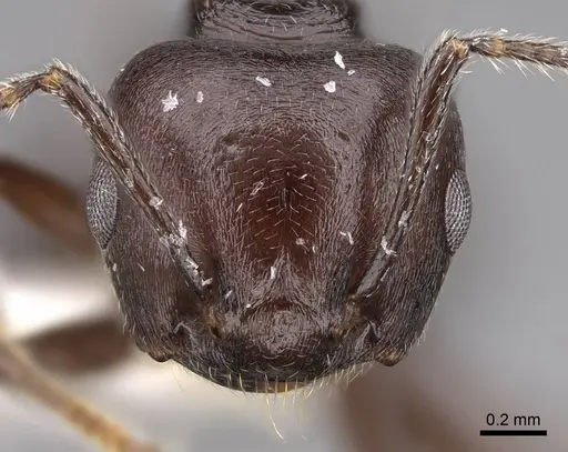 Crematogaster hova - CASENT0922640