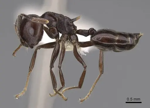 Crematogaster hova - CASENT0922640