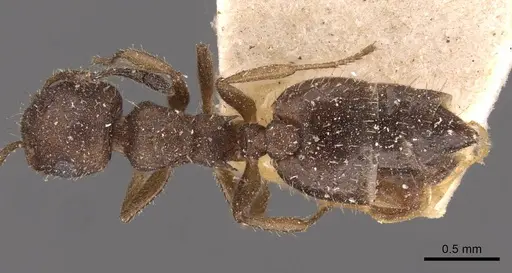 Crematogaster iheringi specimen