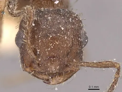 Crematogaster iheringi specimen