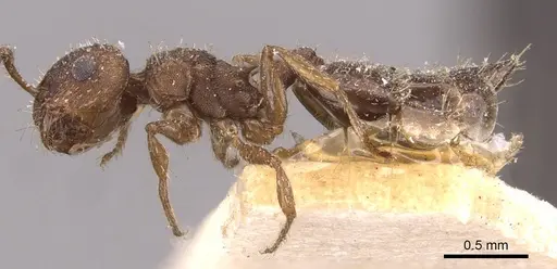 Crematogaster iheringi specimen