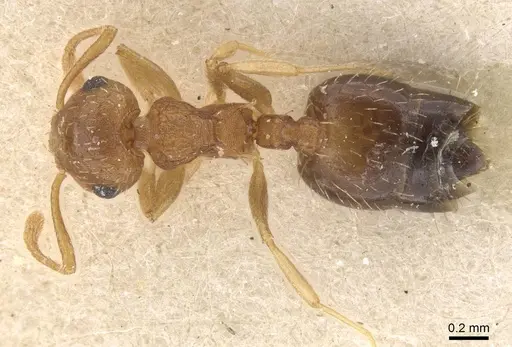 Crematogaster iheringi - CASENT0912770