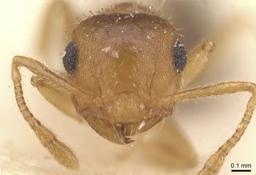 Crematogaster iheringi - CASENT0912770
