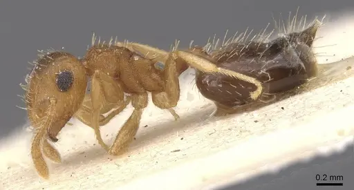 Crematogaster iheringi - CASENT0912770