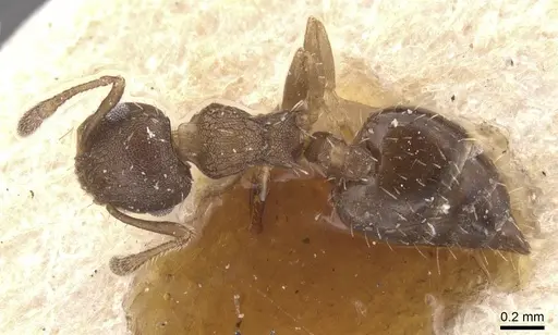 Crematogaster iheringi - CASENT0912771