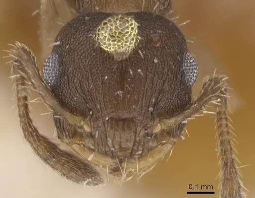 Crematogaster iheringi - CASENT0912771