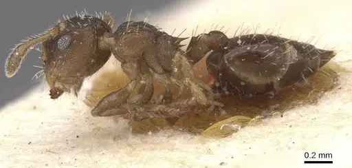 Crematogaster iheringi - CASENT0912771