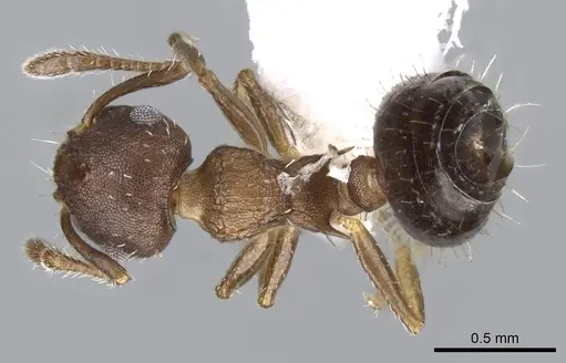 Crematogaster iheringi - CASENT0914569