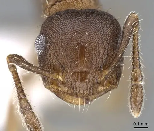 Crematogaster iheringi - CASENT0914569