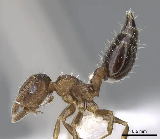 Crematogaster iheringi - CASENT0914569