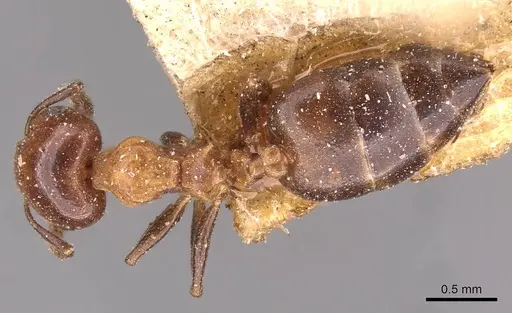 Crematogaster ilgii specimen