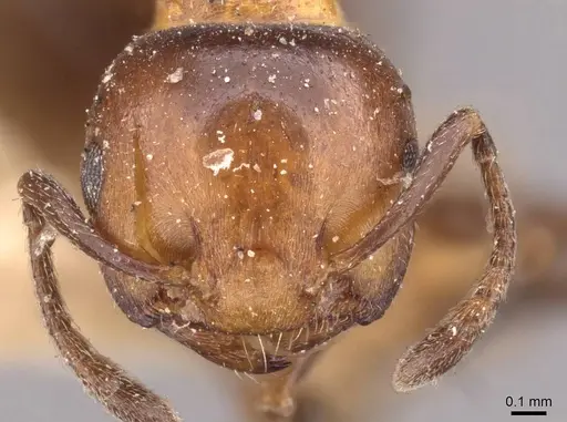 Crematogaster ilgii specimen