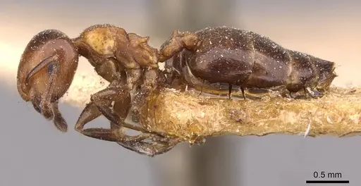 Crematogaster ilgii specimen