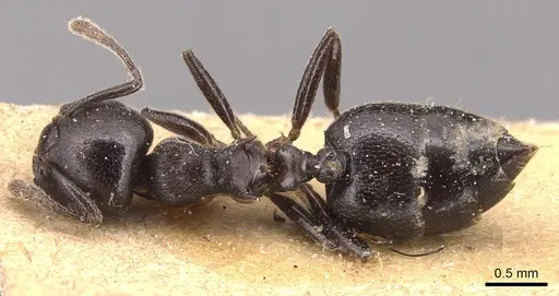 Crematogaster impressa specimen