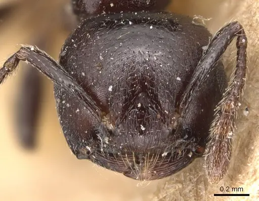 Crematogaster impressa specimen