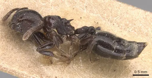 Crematogaster impressa specimen