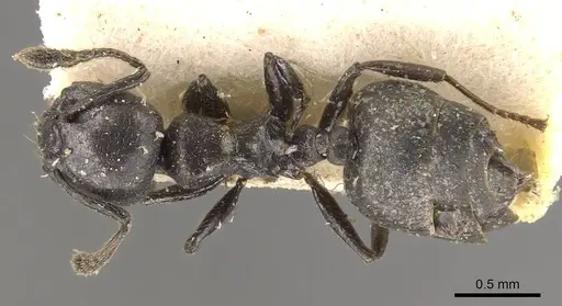 Crematogaster impressa - CASENT0908521