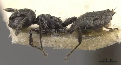 Crematogaster impressa - CASENT0908521