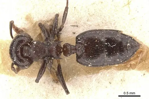 Crematogaster impressa - CASENT0908522