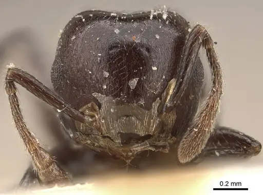 Crematogaster impressa - CASENT0908522