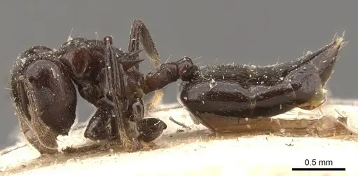 Crematogaster impressa - CASENT0908522