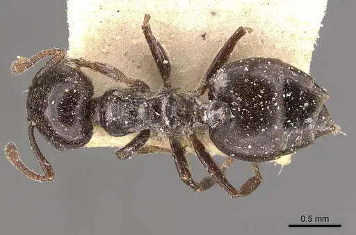 Crematogaster impressa - CASENT0908523