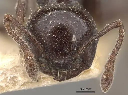 Crematogaster impressa - CASENT0908523