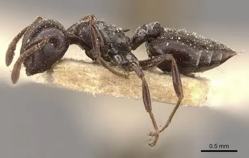 Crematogaster impressa - CASENT0908523