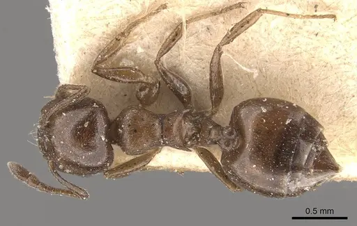Crematogaster impressa - CASENT0908524